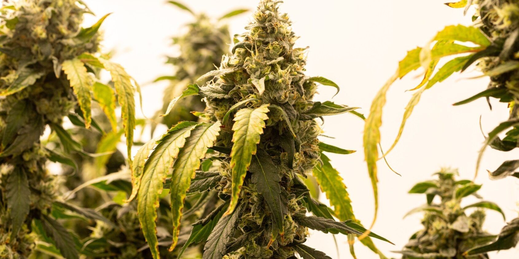 Dalgety medical cannabis press day 2