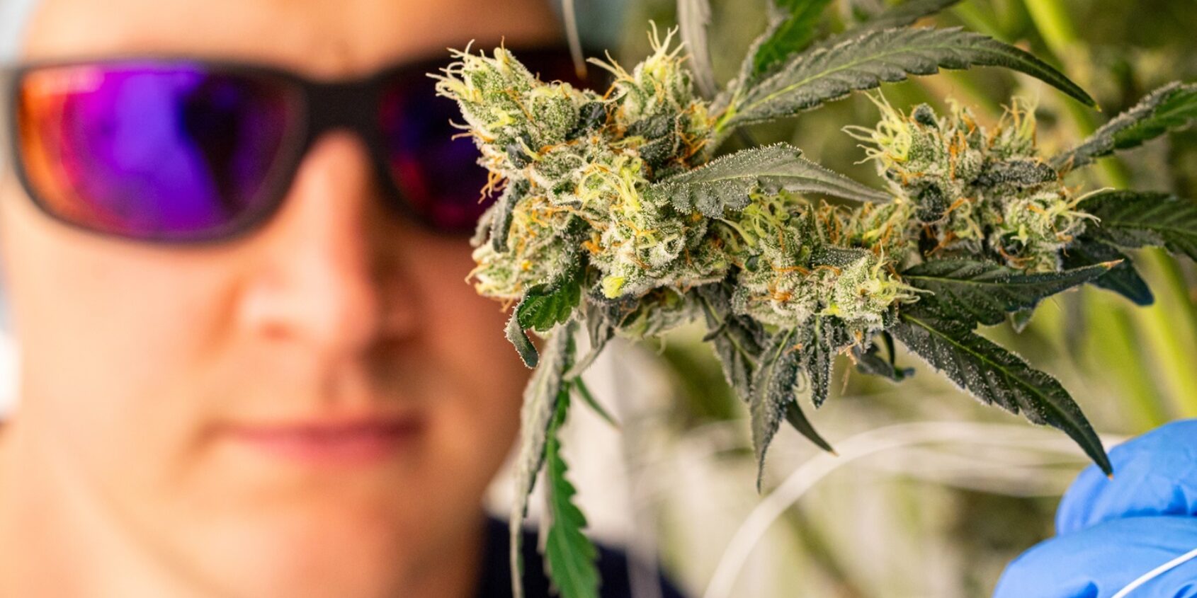 Dalgety medical cannabis press day 3